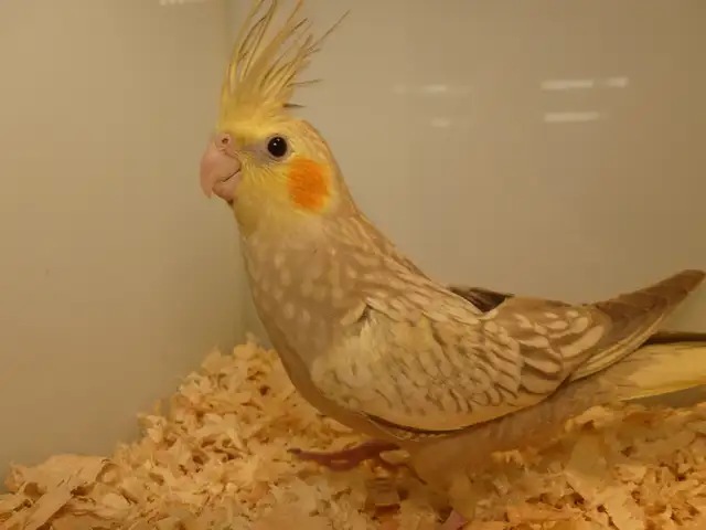 DNA tested Hand fed Hand raised Cockatiel Babies in Birds for Rehoming in Victoria - Image 5