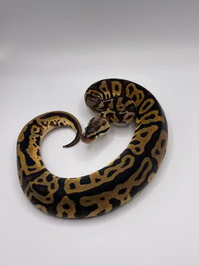 Leopard pastel het clown male Eating f/t weekly Local pickup Cambridge 2520