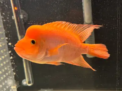 Red devil Cichlid, View more