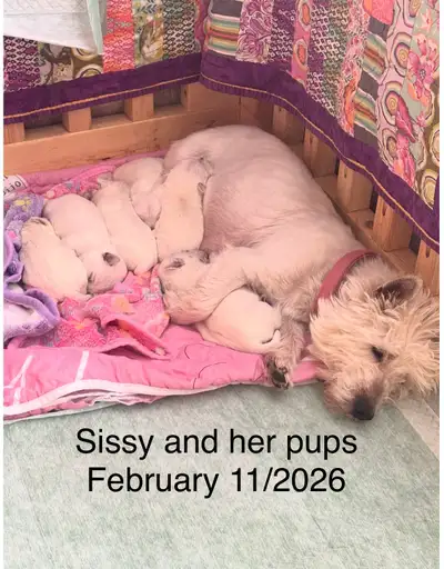 Westie Pups- White West Highland Terrier, View more