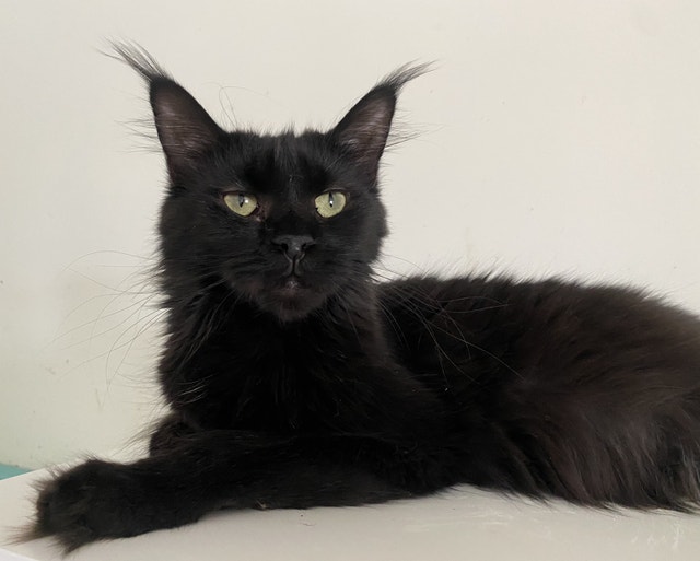 Spayed Purebred TICA Registered Maine Coon female cat available Cats