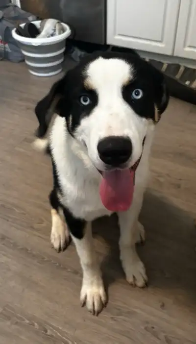 Rehoming Puppy - Large Breed, View more