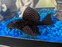 Beautiful Pleco for trade. Fish or live plants!