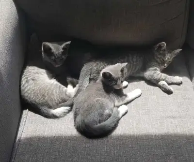 Kittens For Sale, View more