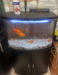 55 gallon fish tank with Aqua clear 110 filter