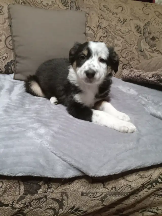 Black Shepherd/Australian Shepherd/Collie cross puppies in Dogs & Puppies for Rehoming in Nelson - Image 4