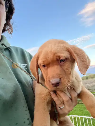We have only 3 beautiful fox red lab puppys available left. 1 females and 2 males still available ....