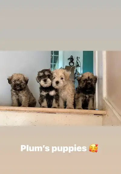 Puppies for adoption, View more