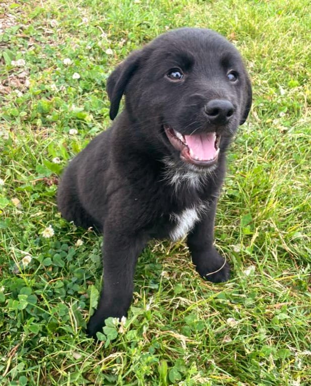 Border Collie / Labrador Puppies Vaccinated Dogs & Puppies for