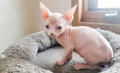 Purebred Sphynx Kittens, View more