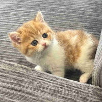 Luxurious Scottish Fold Baby Kitten 