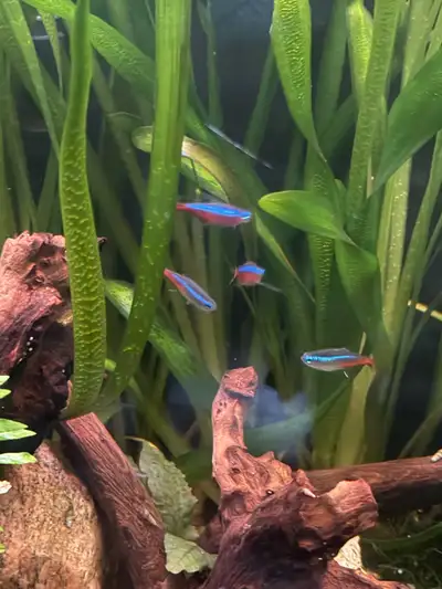 9 fish for sale , View more