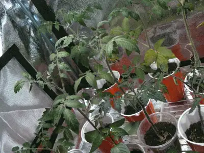 Tomato Plant Bundle 20$ *obo*, View more