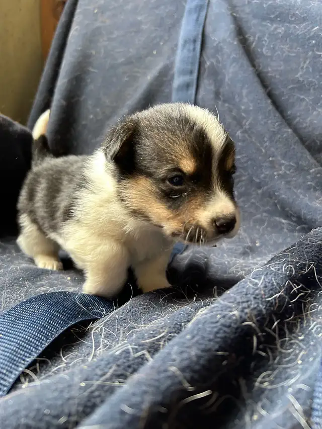 Chiot COWBOY CORGI à adopter in Dogs & Puppies for Rehoming in West Island - Image 8