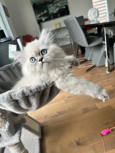 Himalayan kittens, Blue Point ,vaccinated, certified., View more