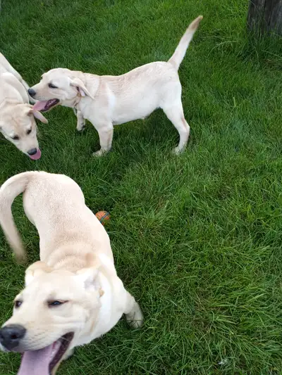 Yellow Lab pups. Now two left of a litter of seven - one male and one female. These beauties have be...