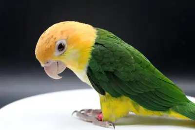 CAIQUE TÊTE PÊCHE NOURRIS A LA MAIN, View more