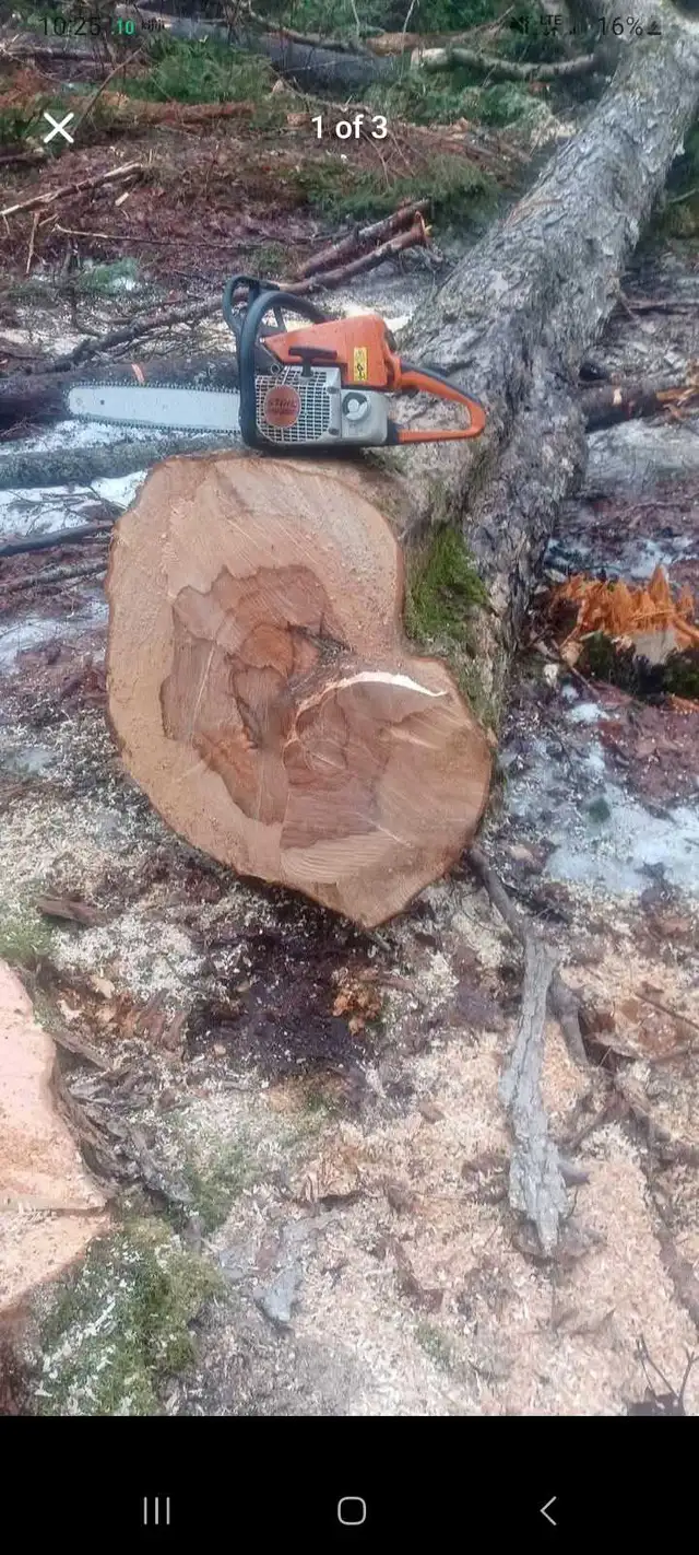 hardwood sawlogs and lumber in Other in Bedford - Image 3