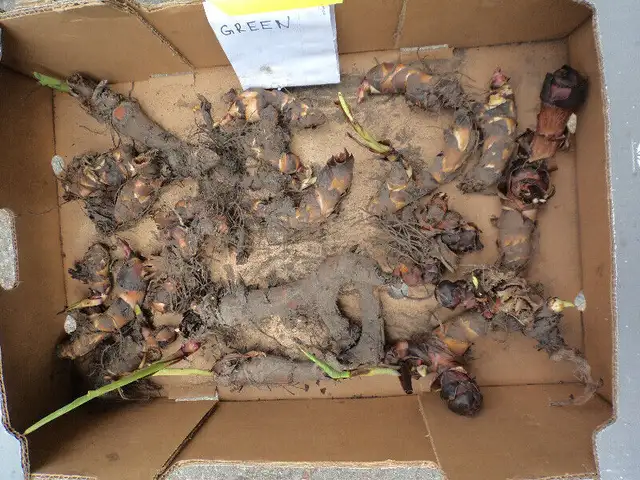 Canna Lily Bulbs in Plants, Fertilizer & Soil in City of Toronto - Image 5