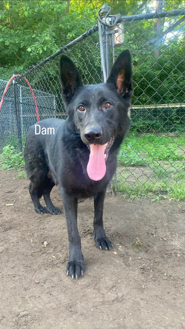 !!!GERMAN SHEPHERD PUPPIES!!! RIGHT IN TIME FOR CHRISTMAS in Dogs & Puppies for Rehoming in Norfolk County - Image 10