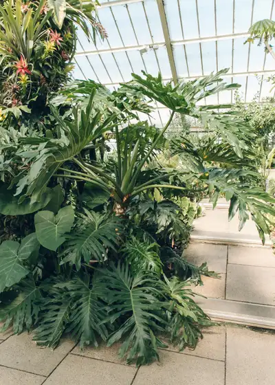 Philodendron Big, View more