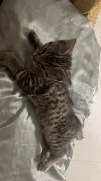 Male Bengal kitten