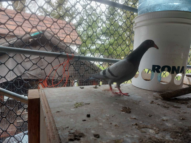 Pigeon voyageur (jeunes) dans Autre  à Longueuil/Rive Sud - Image 3