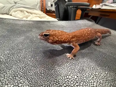Africa fat tail gecko w/ setup, View more