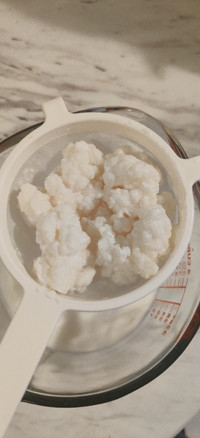 Milk Kefir Grains. Very Large & Active.