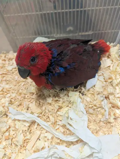 Baby Eclectus!, View more