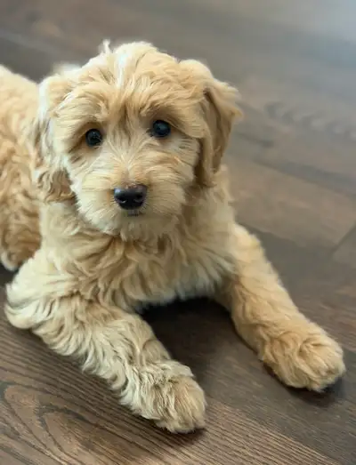 Goldendoodle, View more