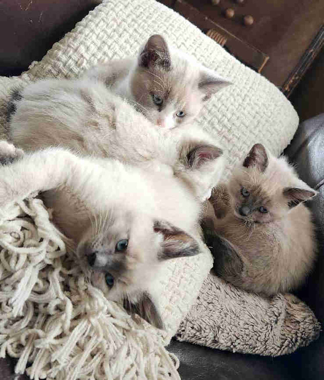 Ragdoll Bobtail kittens  in Cats & Kittens for Rehoming in Kelowna - Image 2
