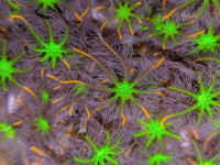 Locally Aquaculture Saltwater Coral