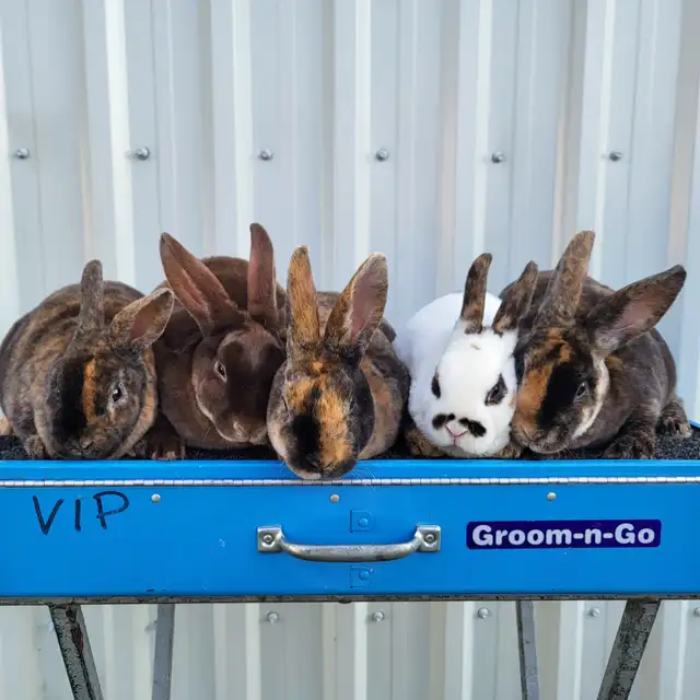 EXTRAORDINARY MINI REX BABY RABBITS in Small Animals for Rehoming in Ottawa - Image 5