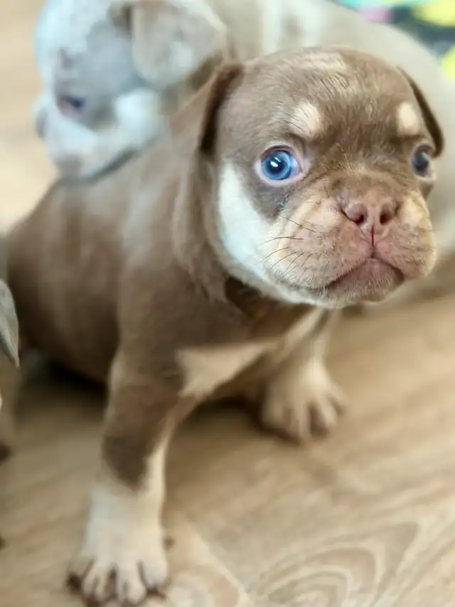 bouledogue français in Dogs & Puppies for Rehoming in Drummondville - Image 8