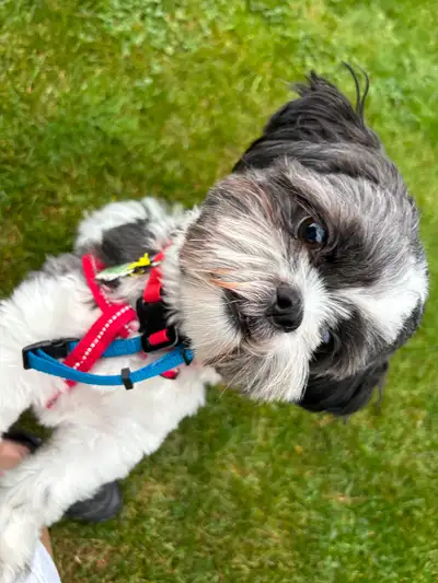 Adorable 1-year-old, neutered shih tzu for new home, View more