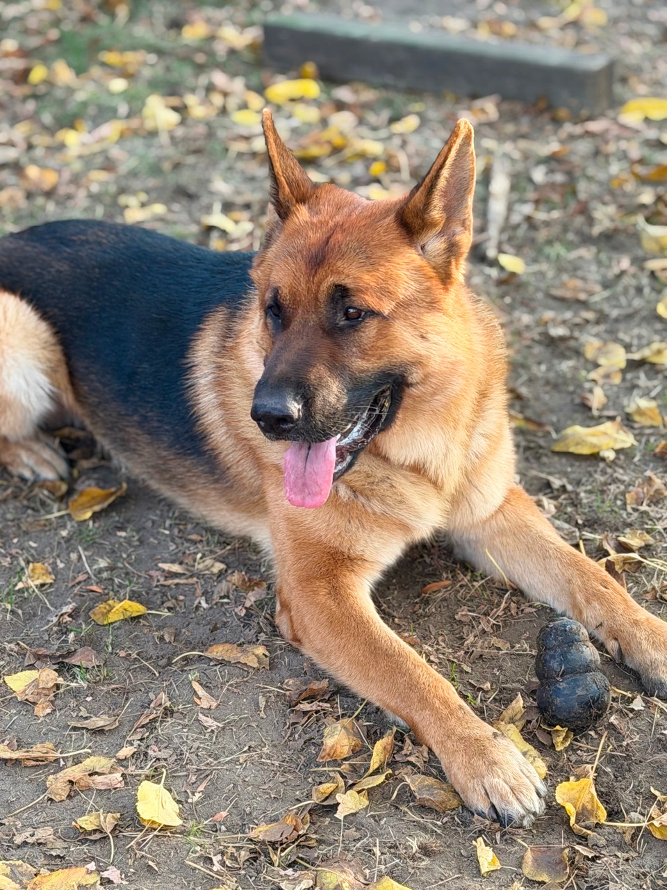 Dog caring provider job | Animal & Pet Services | Windsor Region | Free ...