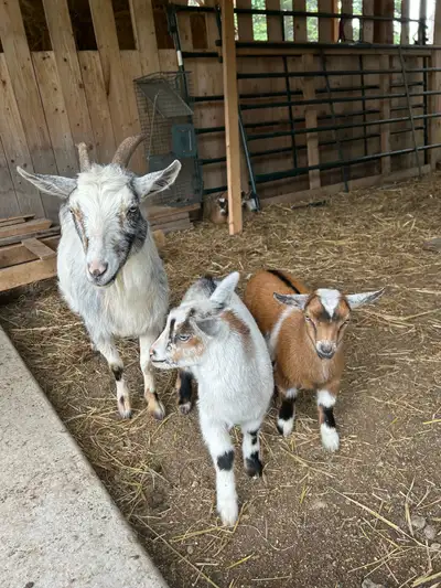 Nigerian Dwarf goats for sale!, View more