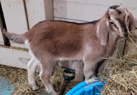 Nubian goat(buckling)