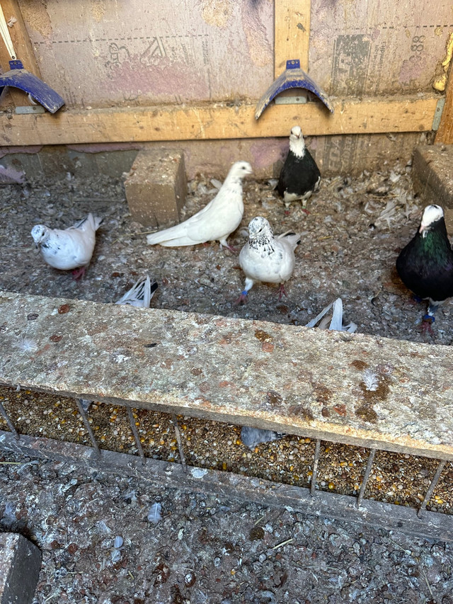 High fly Pakistani and Afghani pigeons for sale  in Birds for Rehoming in Woodstock - Image 4
