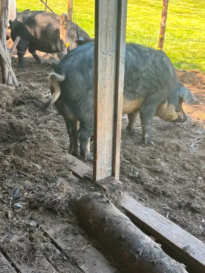 Berkshire/Mangalica boar pig, View more