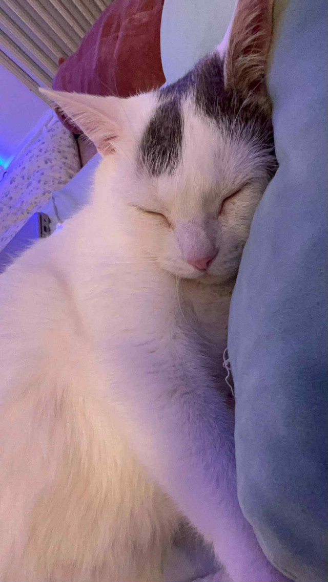 Chubby cat in Cats & Kittens for Rehoming in City of Toronto