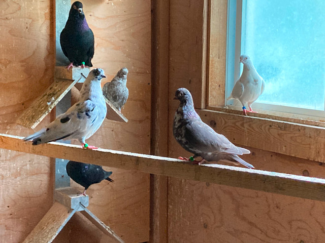 Portuguese Tumbler Pigeons in Birds for Rehoming in Ottawa - Image 3