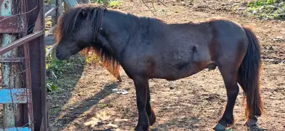 4 yr old Miniature black stallion, View more