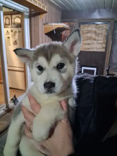 Siberian Husky for sale, View more