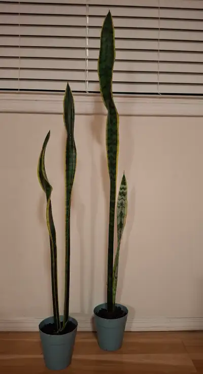 Snake Plant (Sansevieria Trifasciata), View more