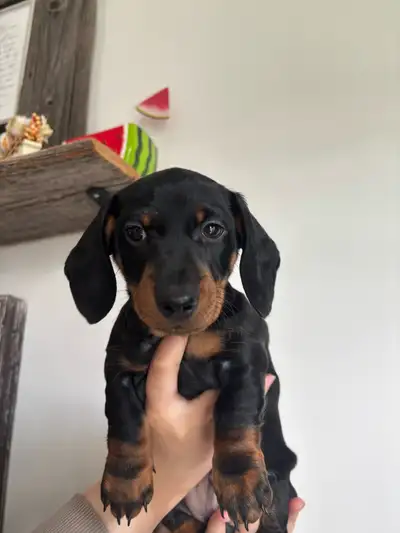 Male dashchund puppy. Very good temperament parents. Puppy was born on April 21.