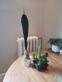 22" tall Spikeless Opuntia prickly pear cactus, w. Mexican hats