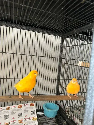 canary pair, View more