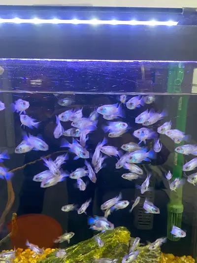 electric blue Acara , View more